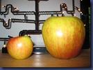 Normal apple and TPW giant apple comparison